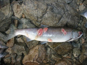Pacific salmon with lesions