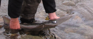Releasing Atlantic salmon after tagging