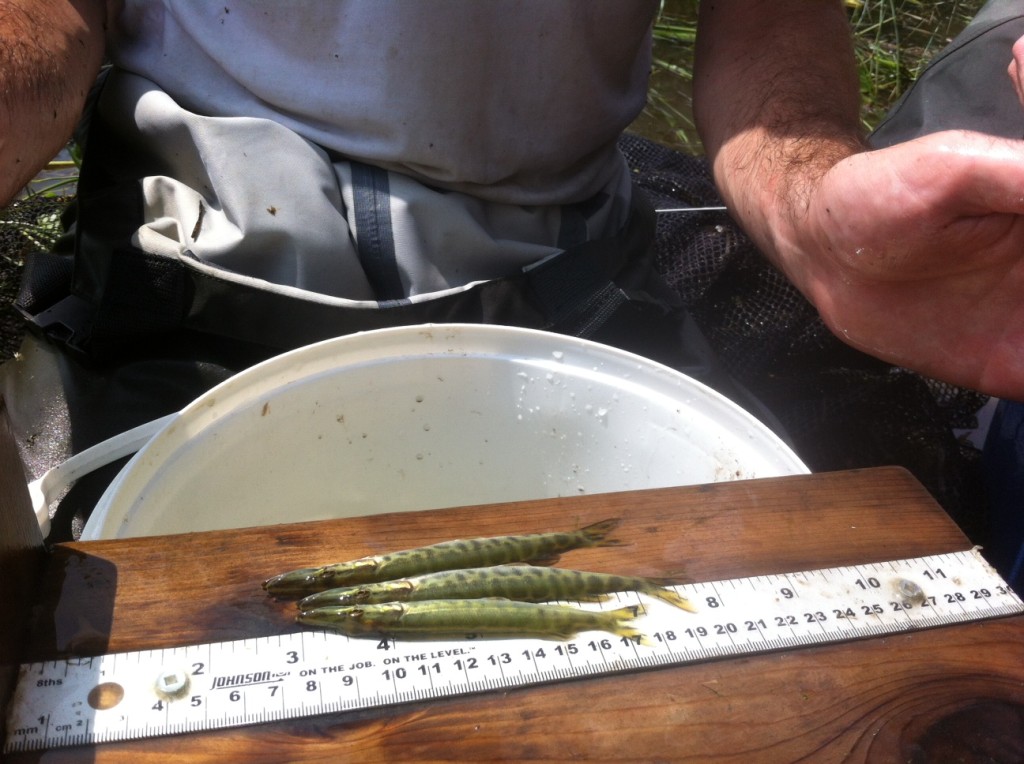 Juvenile muskies captured during a sampling excursion in July, 2014 on the Rideau River near Brewer Pond Park.