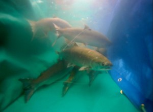 Adult Harrison sockeye salmon held in the river in the net pen, tagged with either a gastric or external electronic telemetry tag
