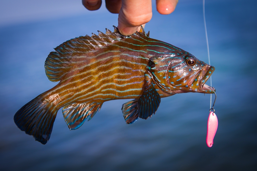 Research by Cooke Lab on the science of catch-and-release angling